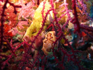 Nudibranchia