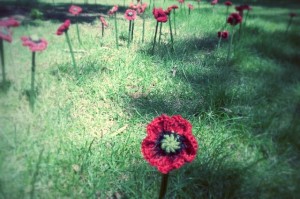 Strickblümchen im Park