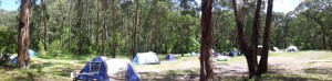 Campside in the forest