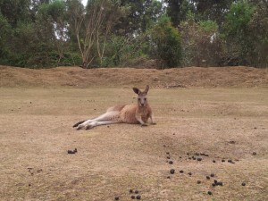 chilliges Känguru