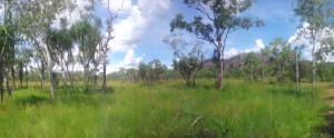 Vegetation in Kakadu Nationalpark