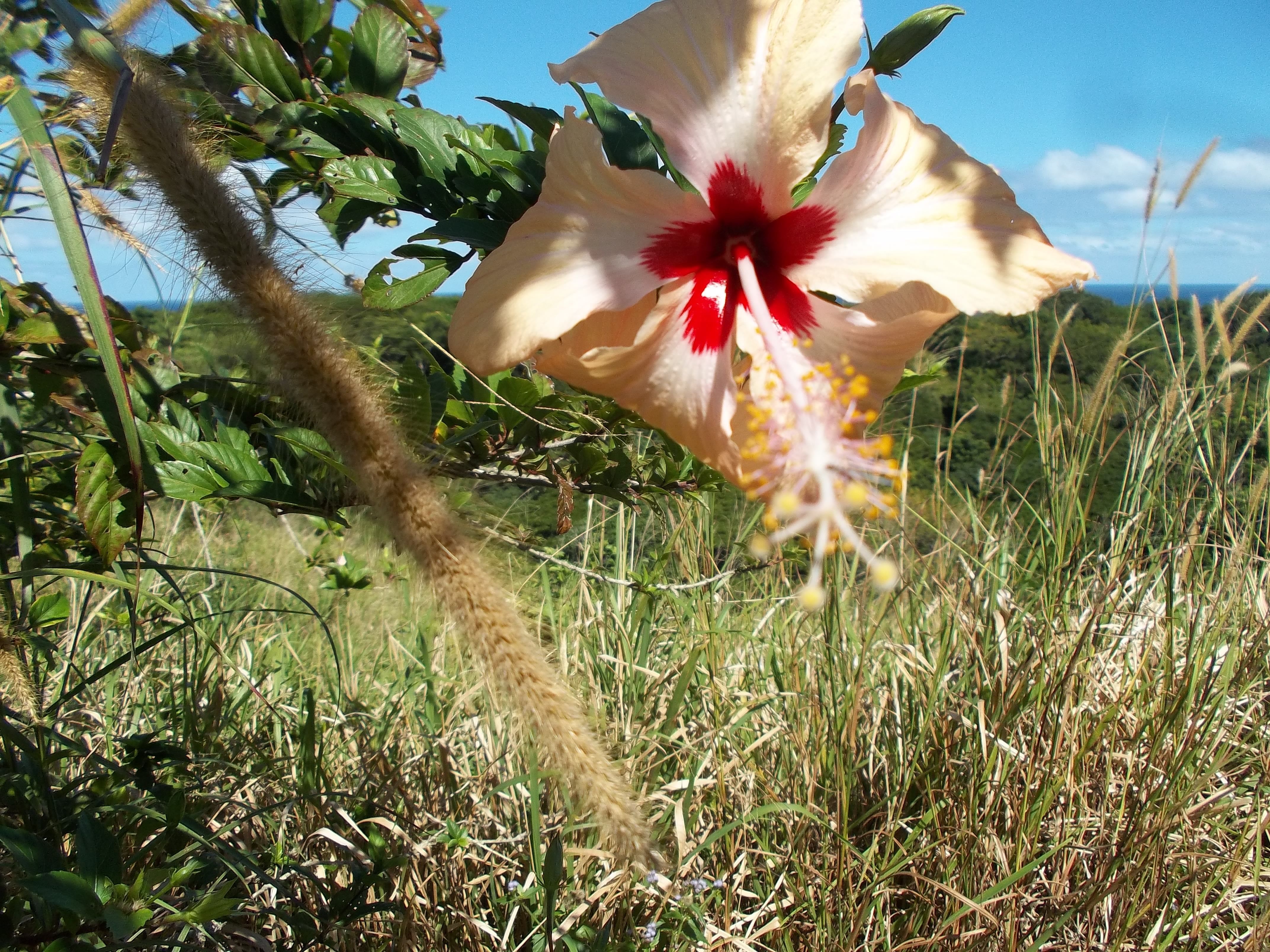 Bunte Blumen auf Fidschi