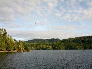 Eagle flying around