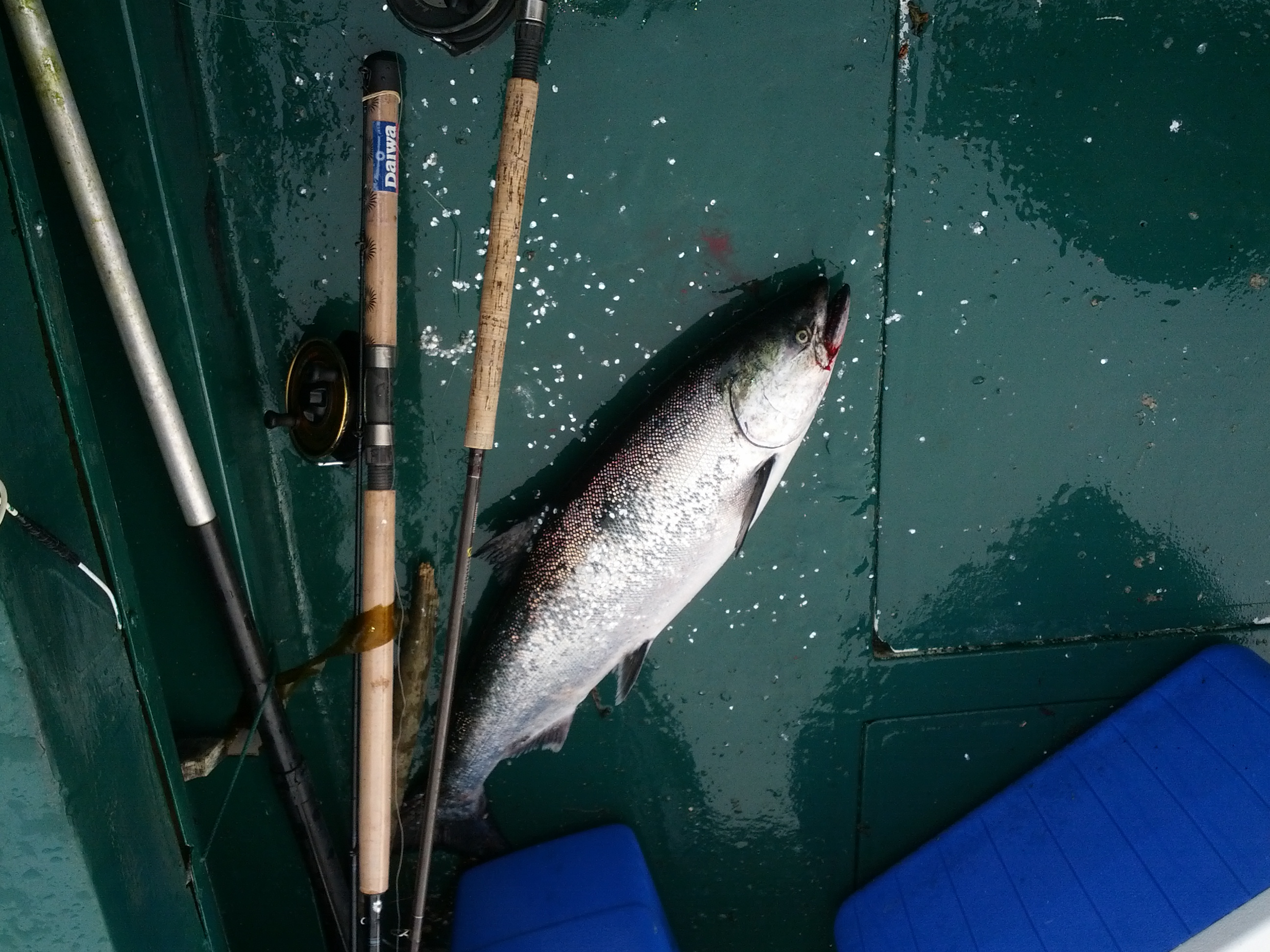 caught spring salmon