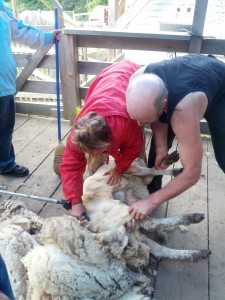 shearing lesson