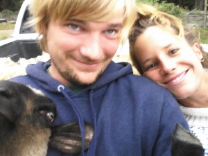 happy sheep farming on campbell farm