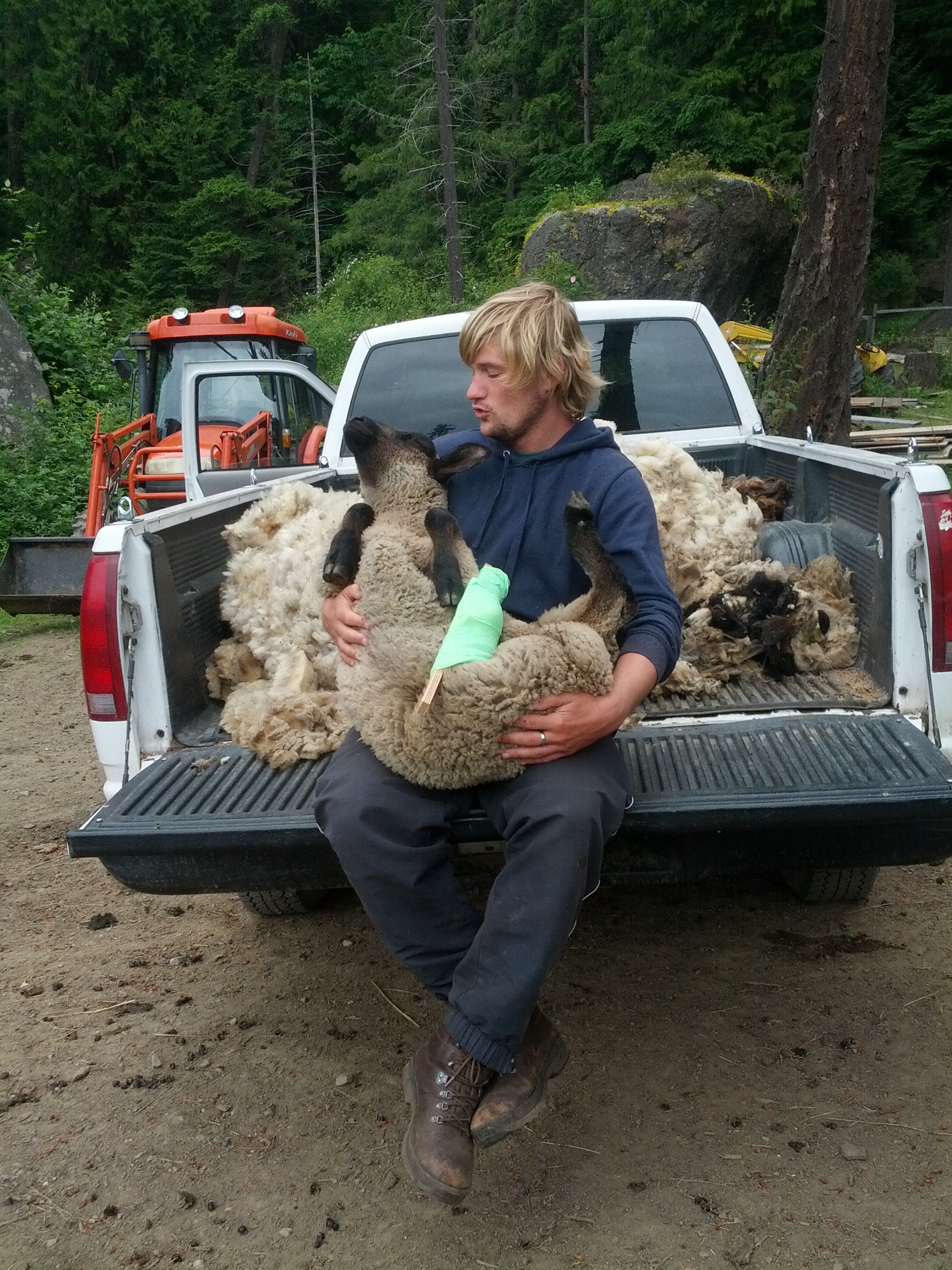 nils taking care of an injured sheep