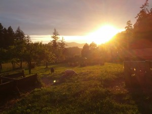 Sonnenuntergang auf der Campbell Farm