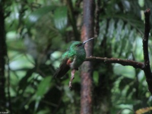 Kolibri in Monteverde