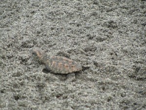 Baby Hawksbill