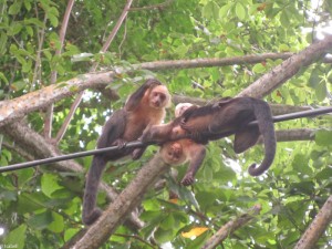 monos en montezuma