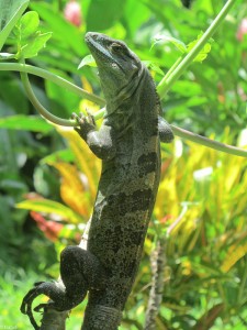 Iguana Refugio Romelia