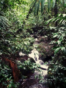 monteverde reserve