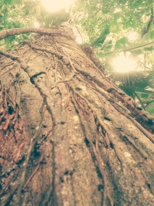 monteverde tree