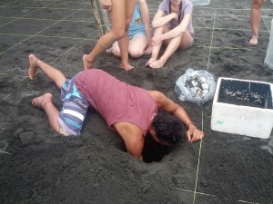 pacuare digging out a turtle nest