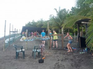 pacuare volunteers in hatchery