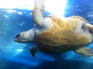 Riesen-Schildkröte im Two Oceans Aquarium