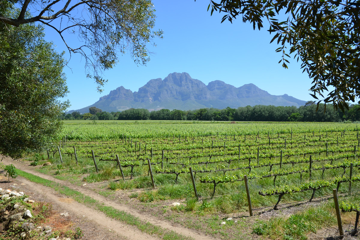 Typische Wein-Landschaft in Südafrika