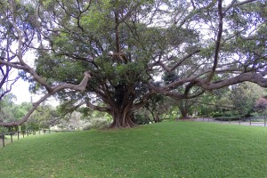 Riesiger, verwurzelter Baum in den Royal Botanic Gardens