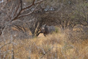 Das zu schützende Breitmaulnashorn im Umkwali-Reservat