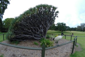 Bizarrer Baum und seltsamer Vogel in den Botanischen Gärten