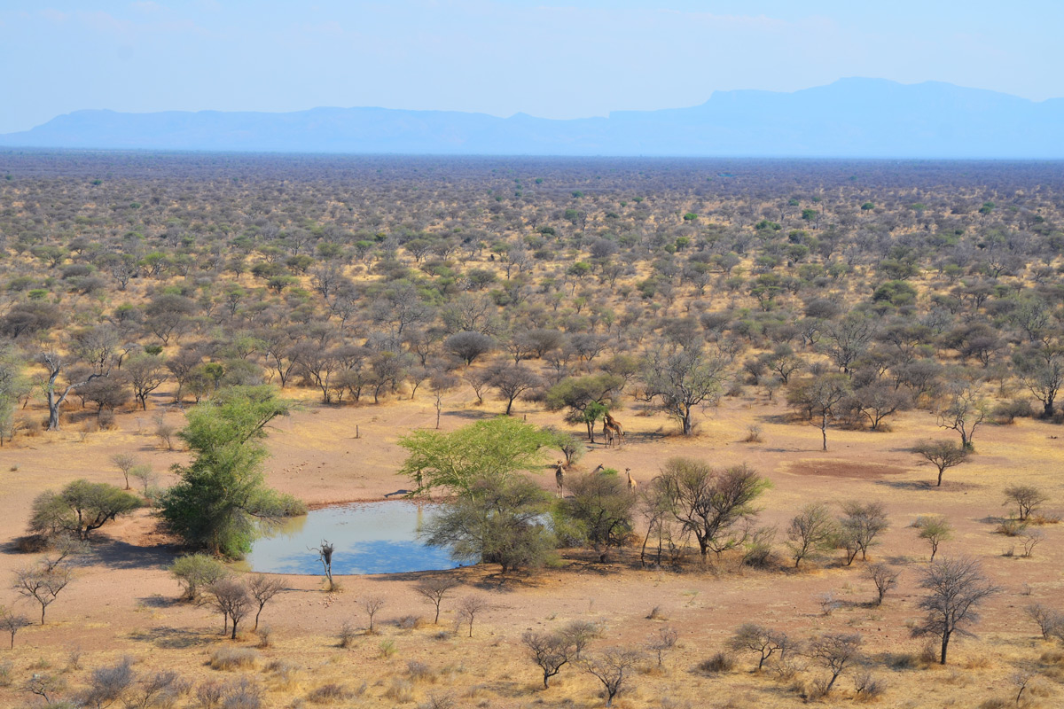 Die Weiten der Savanne (mit Giraffen am Wasserloch)