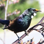 Day in Wellington (119) - Kopie