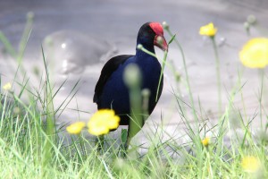 IMG_8813
