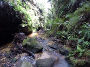 Im Empress Canyon in den Blue Mountains