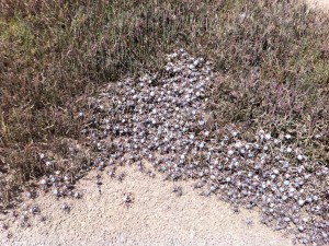 Crab Army – Kleine Soldatenkrabben versuchen sich vor uns zu verstecken