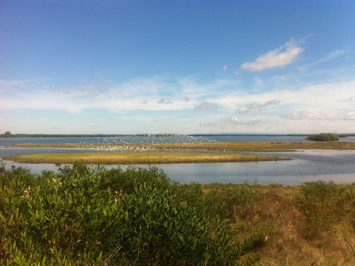 Die Kooragang Wetlands mit dem Vogelreservat