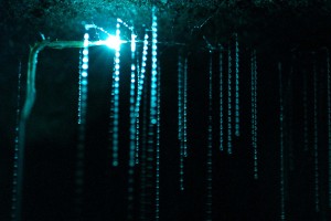 Die Fäden der Glowworms zum Erbeuten anderer Insekten