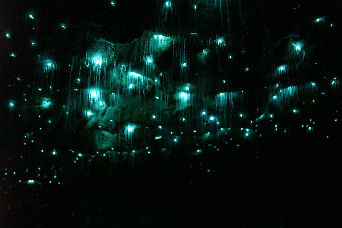 Erstaunliches Phänomen in der Natur: die leuchtenden Glowworms