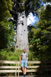 Die alten, hohen und dicken Kauri-Bäume