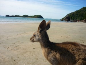 oz-TW58890-kangaroo-am-strand