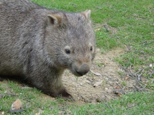 oz-volunteer-CVA-wombat-(1)