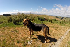 Hört nur auf Pfiff: Neuseeländischer Schäferhund