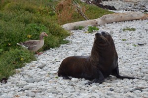 Eine wütende Robbe in Kaikoura