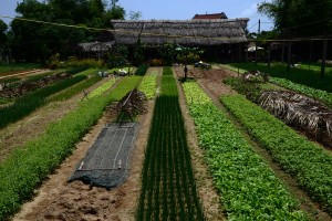 Die Kräutergärten von Tra Que bei Hoi An