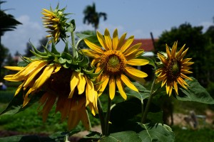 Den Blumen gefällt das heiße Wetter!