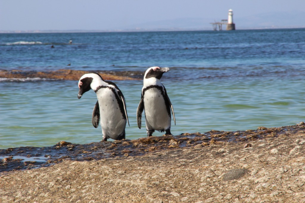 TravelWorks-Kapstadt-Pinguine