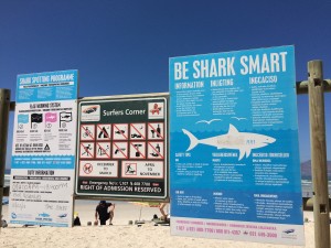 TravelWorks-Kapstadt-Shark-smartjpg