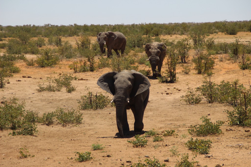 TravelWorks-Namibia-Elefanten