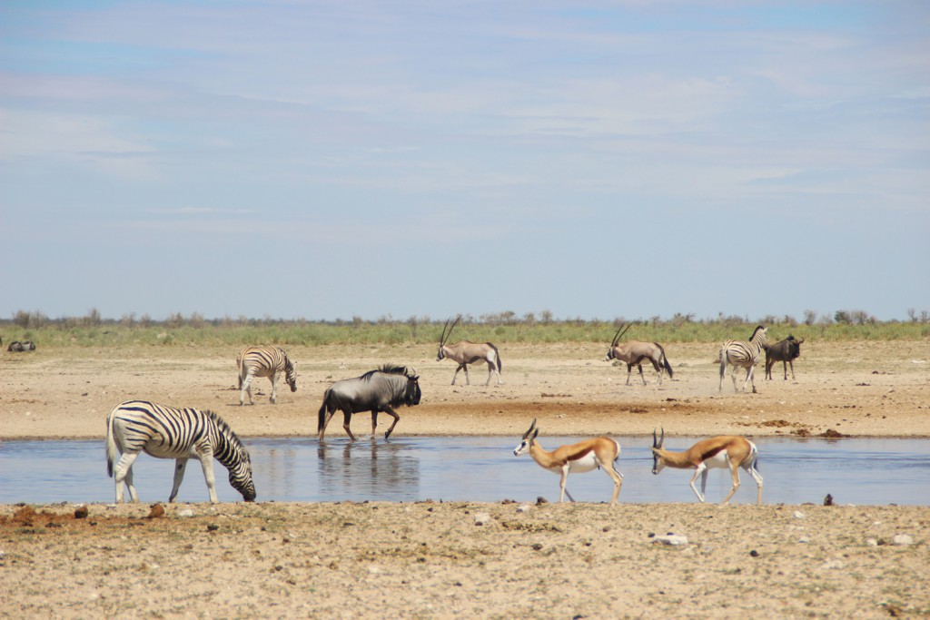 TravelWorks-Namibia-Tiere