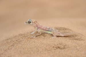 TravelWorks-Namibia-gecko