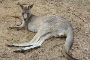 ST_HangingRock--(36)