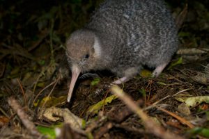 nz-Zealandia-promotion-ONLY-kiwi-(2)