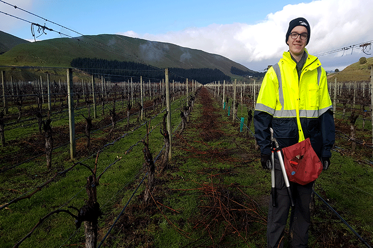 Arbeiten auf einem Weinberg in Martinborough.