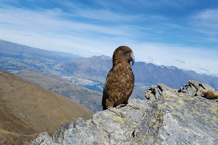 Ein Kia auf der Spitze des Ben Lomond.