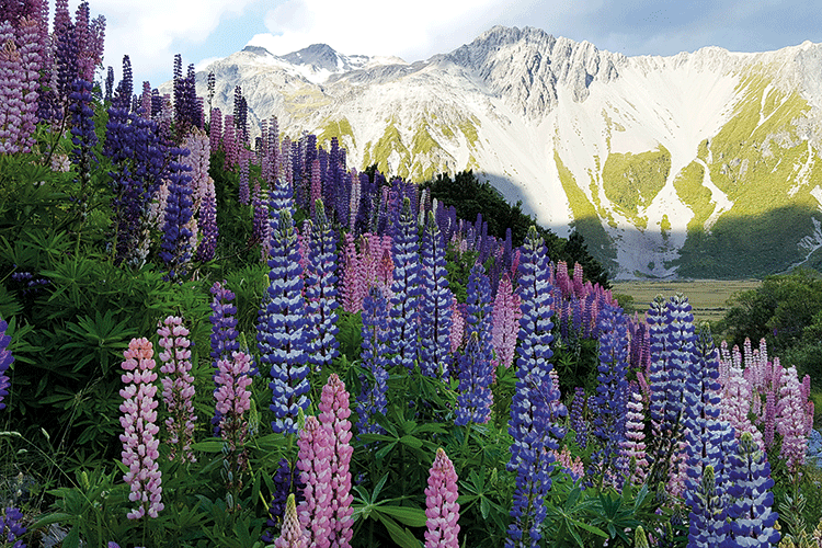 Wunder der Natur am Mount Cook Nationalpark.